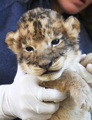Lion cubs at Reid Park Zoo