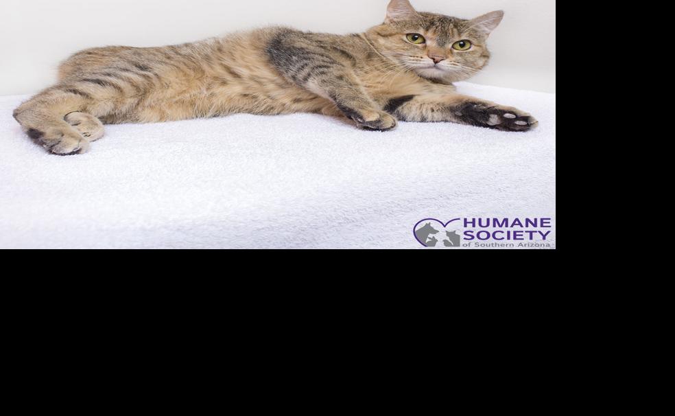 Adopt a friend: Minx