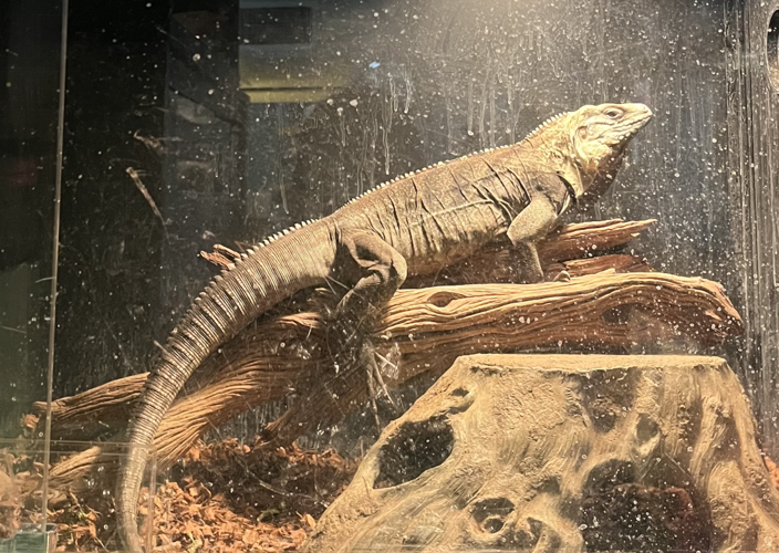 Southern Arizona Reptile Rescue & Education