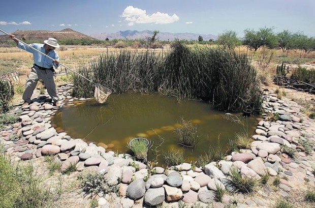 State-guided project puts Tucsonans on front line of amphibian protection  