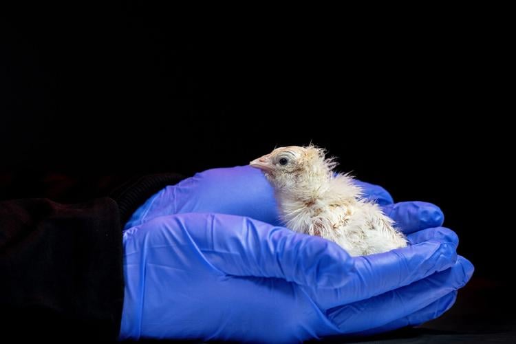 Artificial egg helps Colossal hatch its de-extinction plans