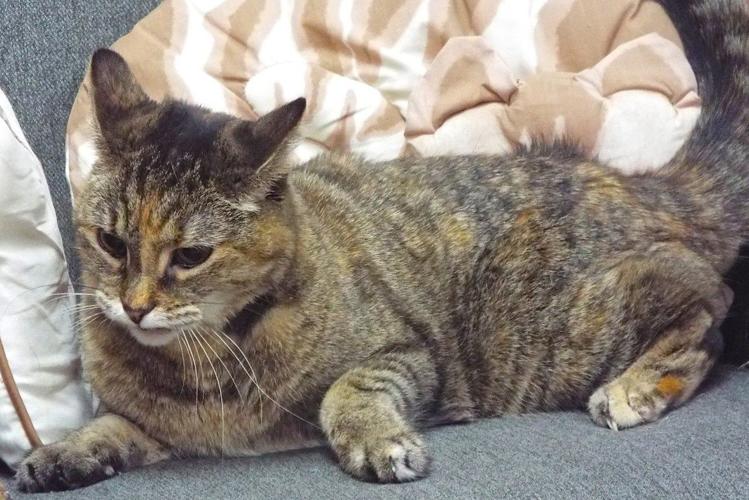 Adopt a friend: Sugar