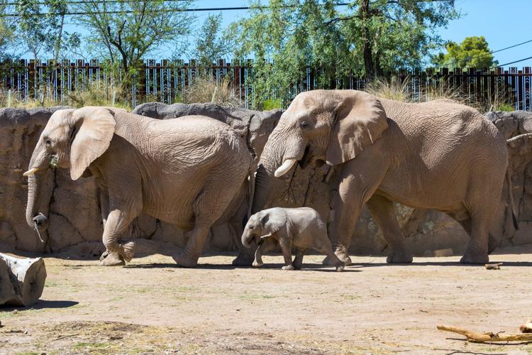 Reid Park Zoo, baby elephant (copy)