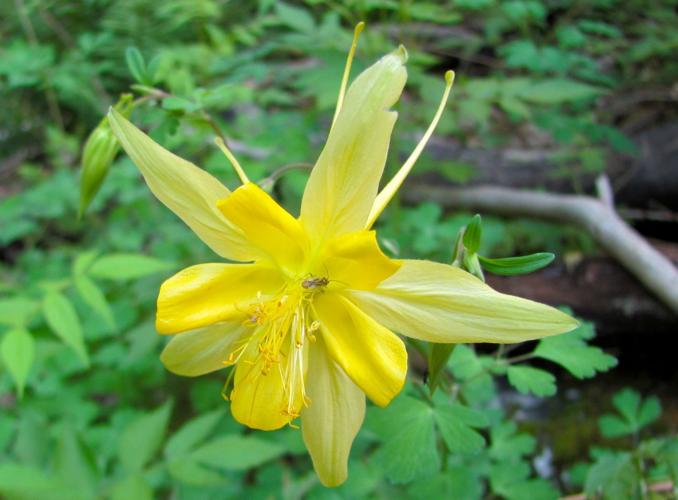 Blooming columbine