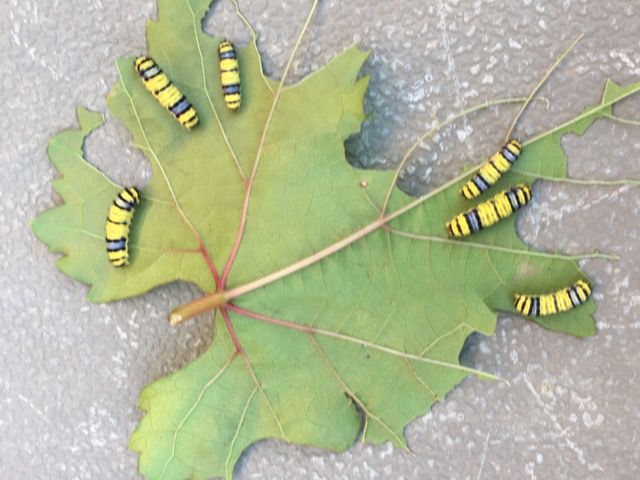 Garden Sage: grape leaf skeletonizer