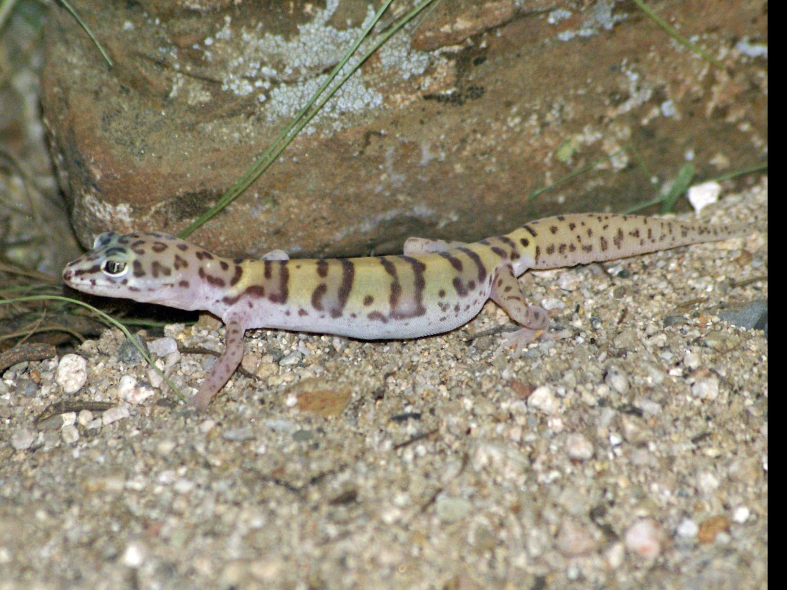 Banded Geckos Arts And Leisure Tucson Com