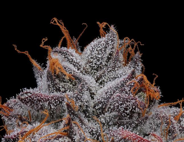 Erik Christiansen bud flower hairs
