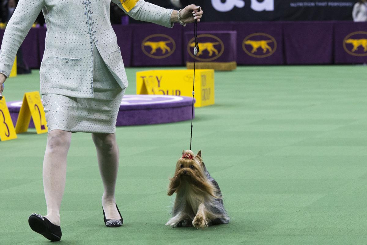 Tucson Kennel Club Dog Show Tucson Kennel Club Dog Show