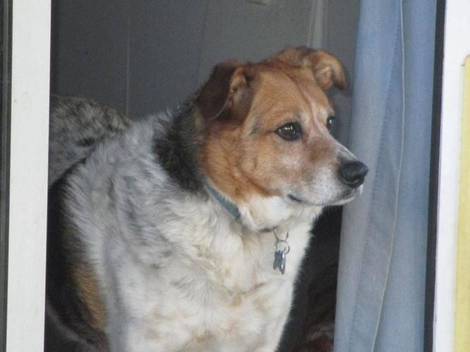 Happy National Dog Day!