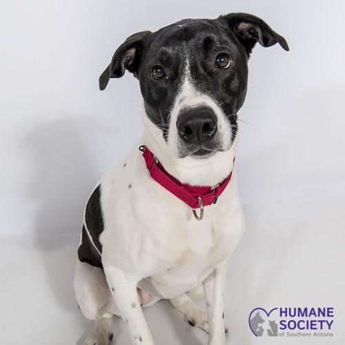 Adopt a friend: Kori