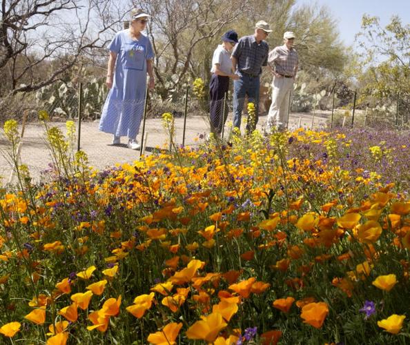Southwest wildflowers