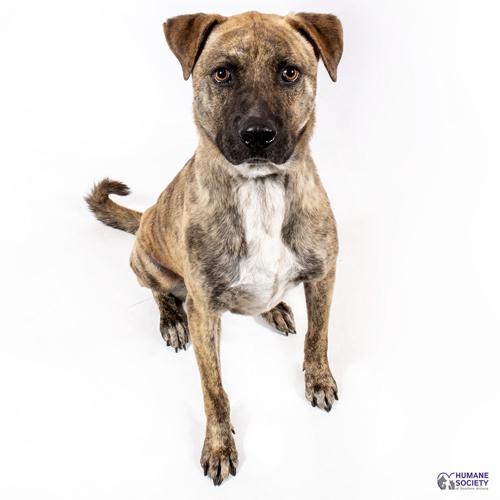 Adopt a friend: Jager