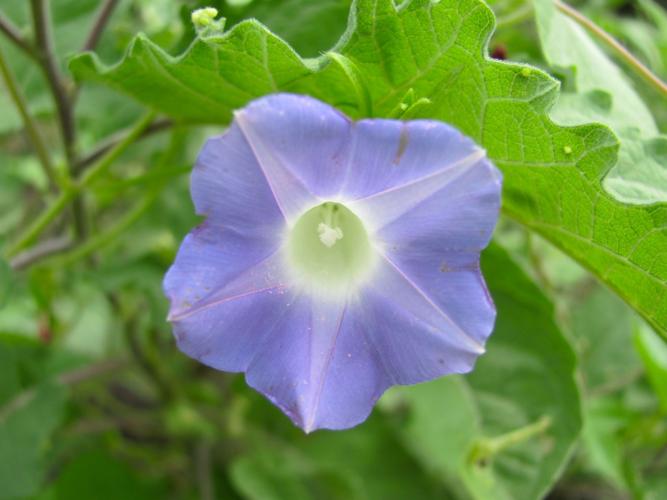 Sabino Canyon flower