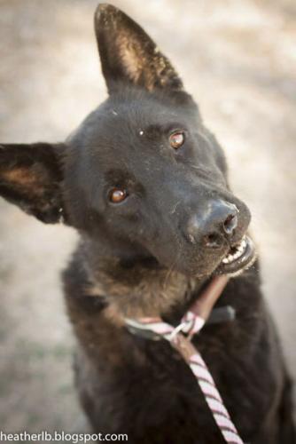 Pima Animal Care Center