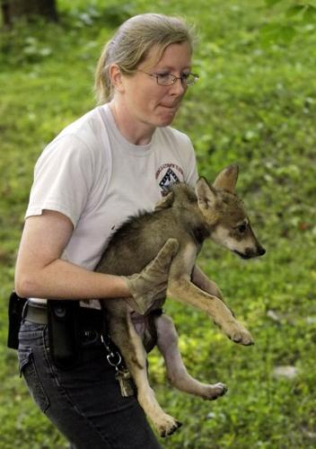 Cachorros de Lobo Mexicano: esperanza para una especie en peligro de extinción   