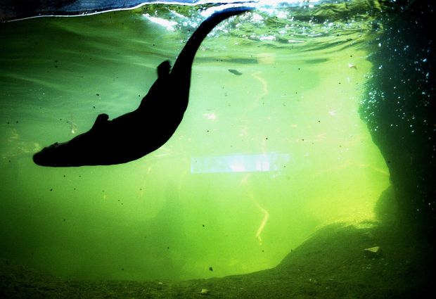 Animals at the Arizona Sonora Desert Museum