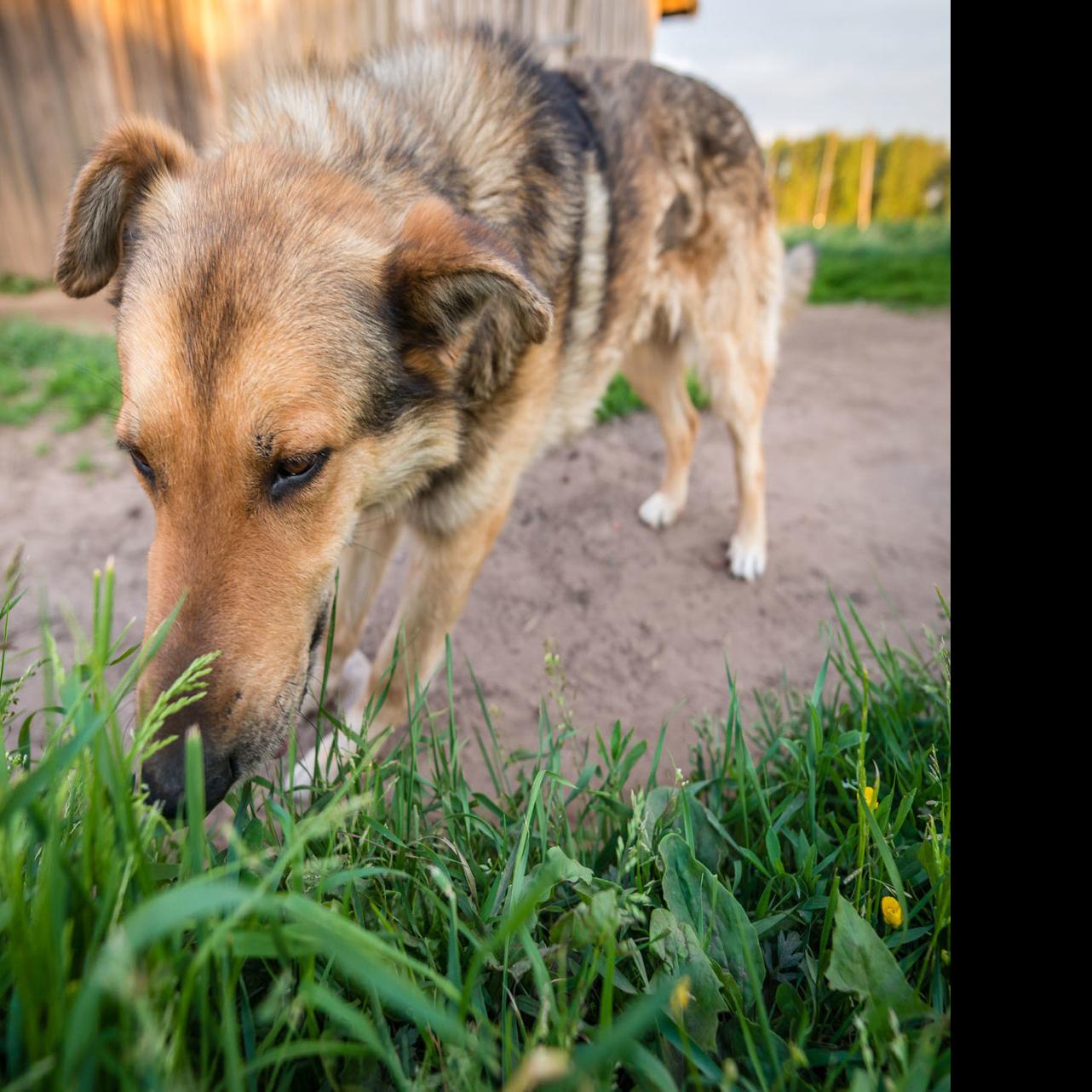 My Pet World Why Do Dogs Eat Grass And Vomit Pets Tucson Com