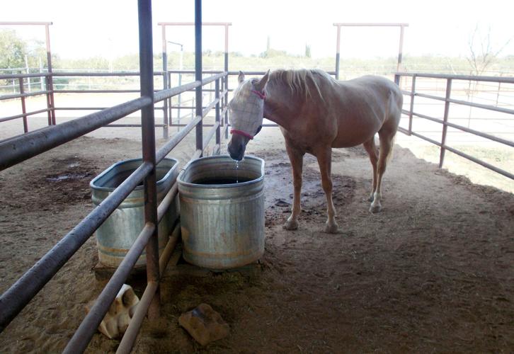 Drinking wells keep drying up in Willcox area