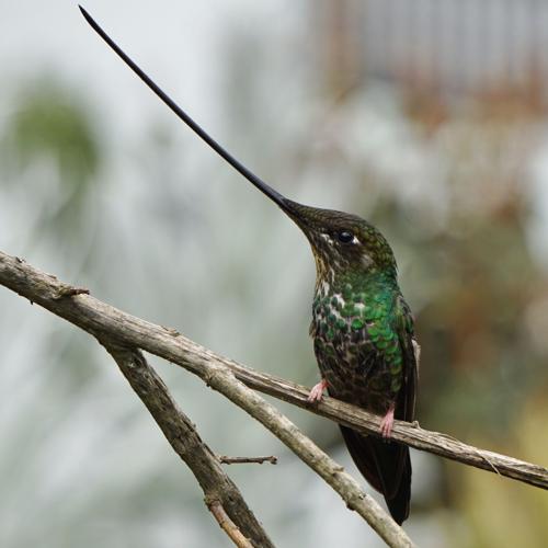 Sword-billed-Hummingbird.JPG