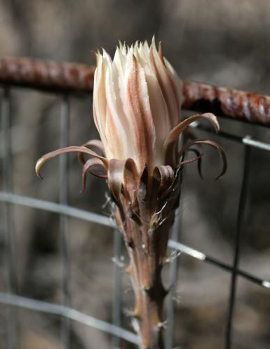 Night-blooming cactus