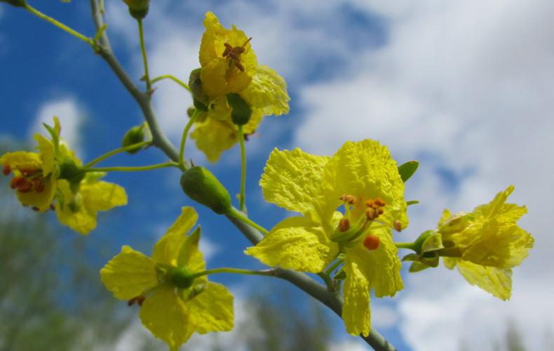 Palo verde blooms