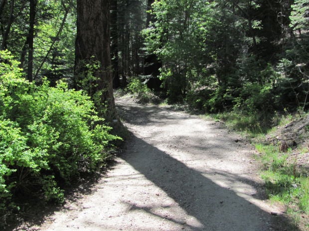 Trail in Upper Sabino