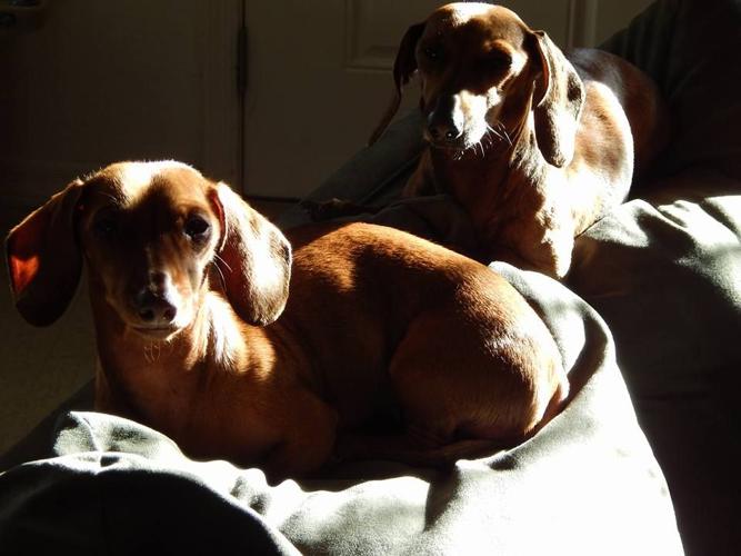 Happy National Dog Day!