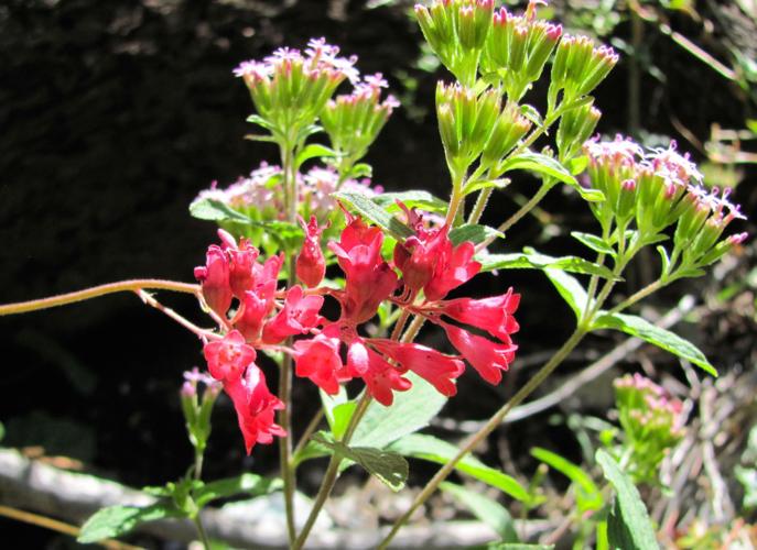 Wildflowers blooming