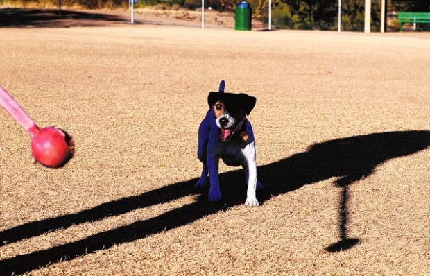 Sahuarita asks parks input  