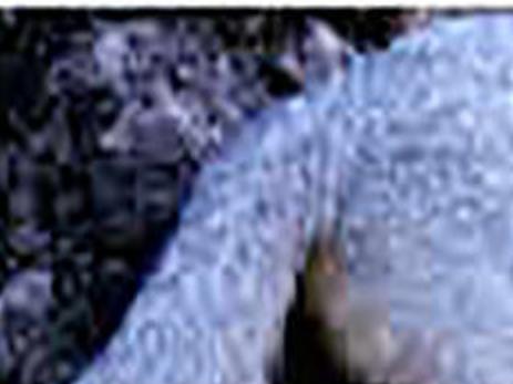 Possibly Rabid Fox Attacks 4 At Saguaro National Park Local News Tucson Com