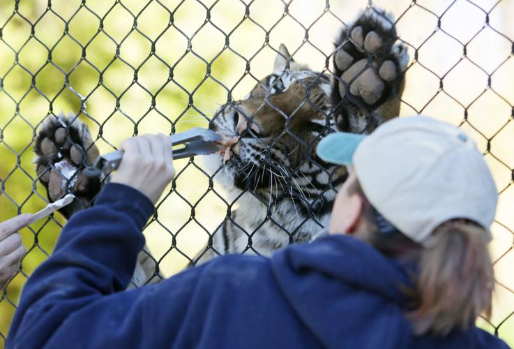 How to put hand cream on a tiger's paws
