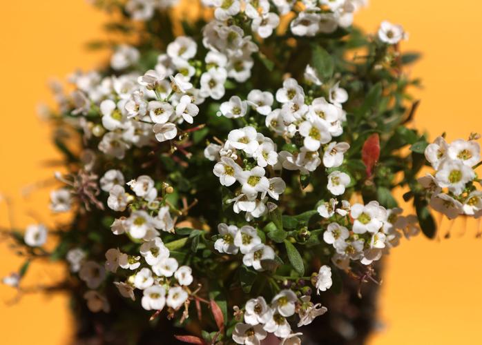 Sundrea Landscape Center