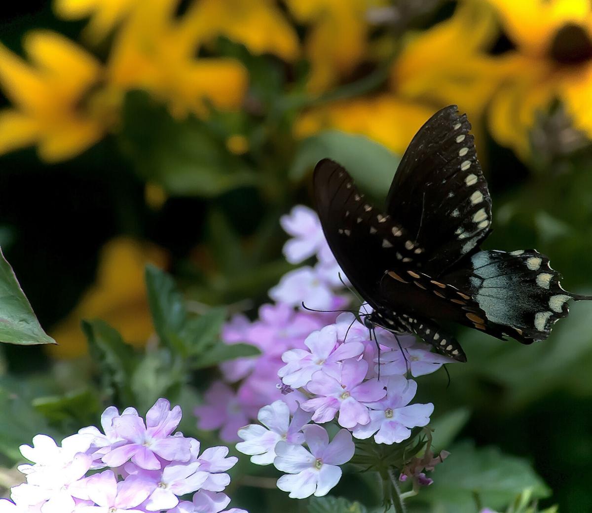 LIFE-HOME-ONGARDENING-MCT