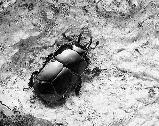 Beautiful bugs  