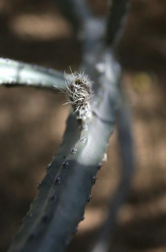 Night-blooming cactus