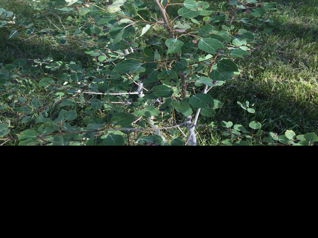 Insects Sucker Growth Leaf Curling And Other Woes Impacting Trees Entertainment Tucson Com