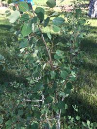 Insects, sucker growth, leaf curling and other woes impacting trees