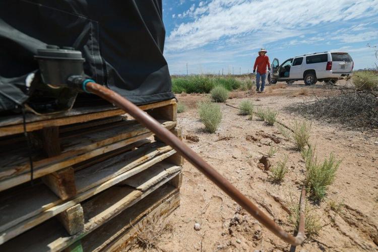 Arizona solar farm becomes haven for burrowing owls