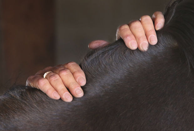 Celeste Kelly horse masseuse