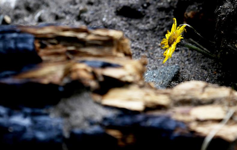 Frye Fire recovery on Mt. Graham