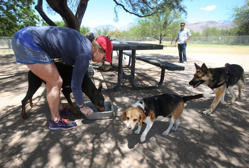 Outlook for McDonald dog park lights getting brighter | Pets | tucson.com