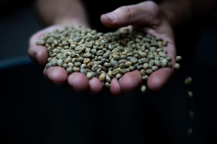 Max Oden, holds the green coffee beans inside 8th and Roast Coffee’s training lab and roasting facility, in Nashville, Tenn., on Tuesday, May 19, 2026.