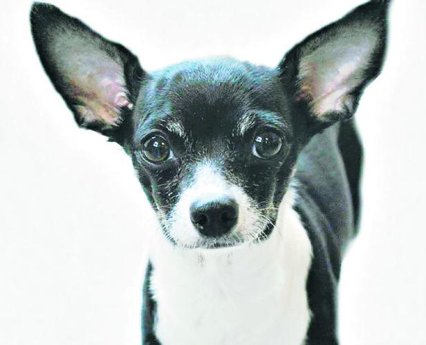 Adopt a friend    