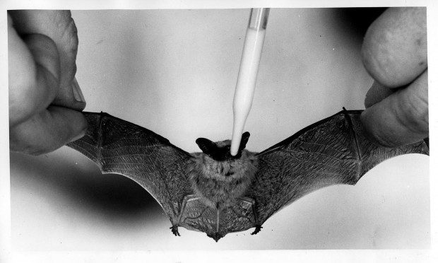 Tucson Animal Tails: Cute little rascal, isn't he?