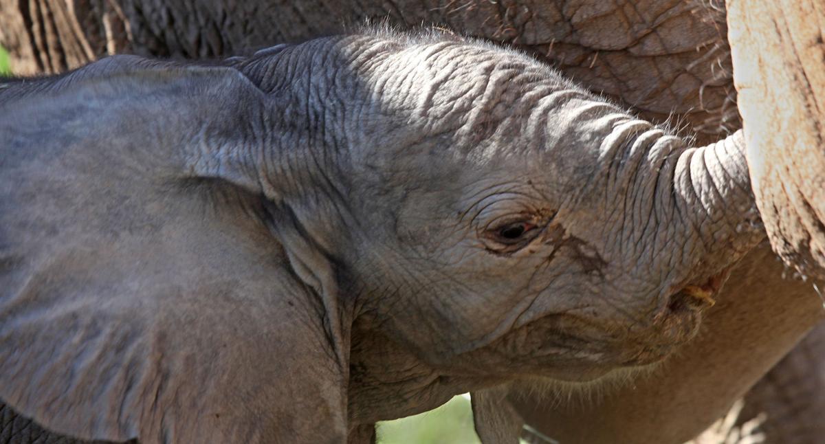 Baby zoo animals