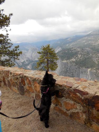 Happy National Dog Day!