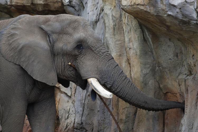 Elephants In Zoos