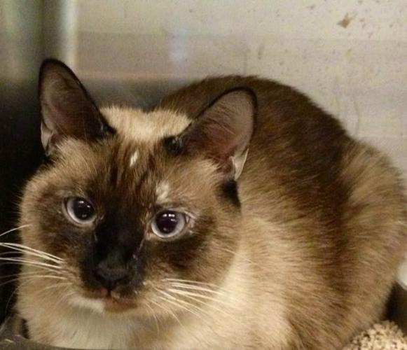 Pima Animal Care Center