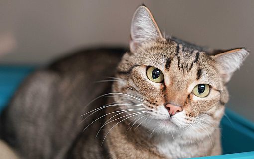 Adopt a friend: Missy