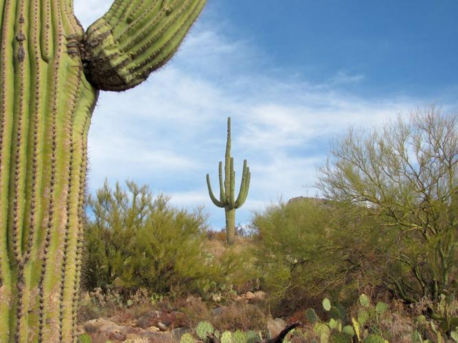 Traditional saguaro beauty